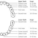 baby_teeth_eruption_chart_primary.png