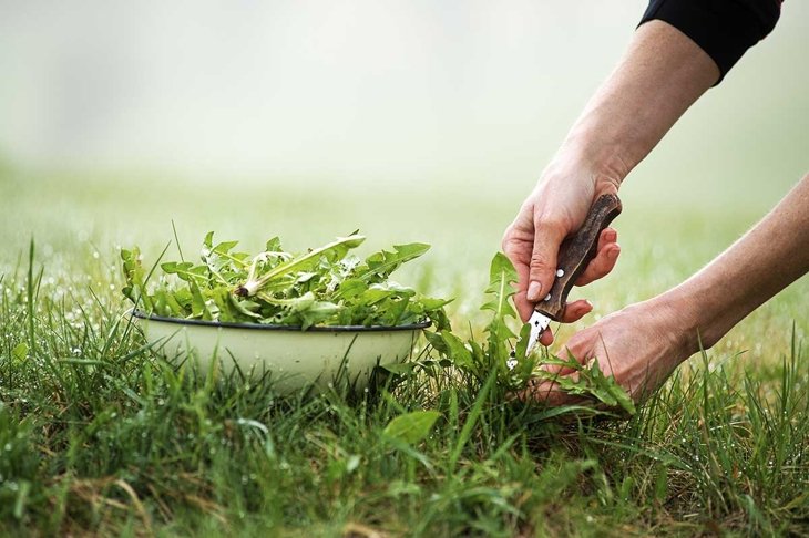 Picking with knife a fresh dandelion in nature