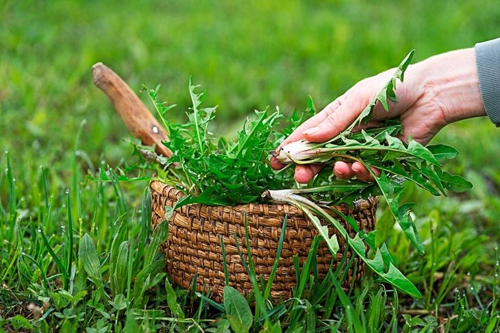 Dandelion in basket. Picked fresh dandelion leaves in the garden