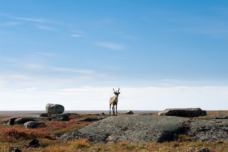 Saving What\'s Left of the Caribou
