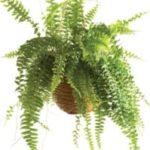 Boston-fern_111453593-300×300.jpg