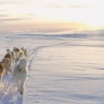 Sled-dogs-1024×683.jpg