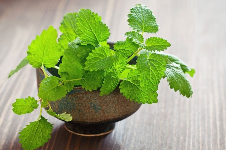 Lovely Lemon Balm
